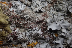 Lecanora galactiniza