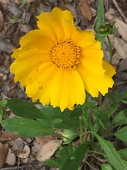 Coreopsis grandiflora