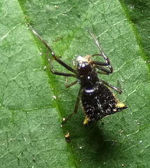 Micrathena triangularis