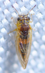 Blastopsylla occidentalis