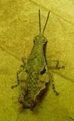 Eujivarus meridionalis