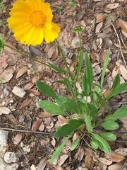 Coreopsis grandiflora