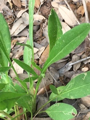 Coreopsis grandiflora