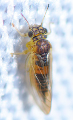 Blastopsylla occidentalis