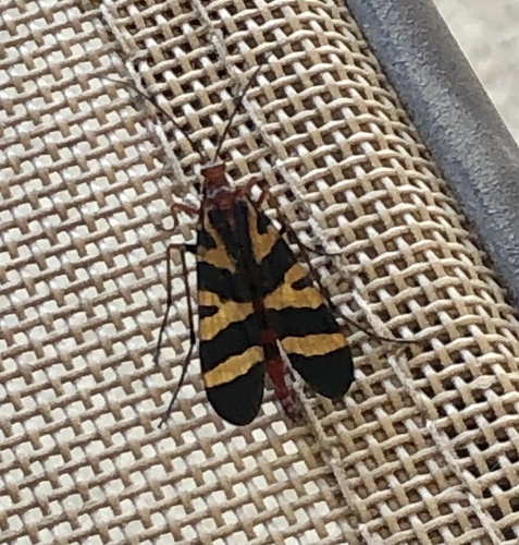 Nuptial Scorpionfly photo 4