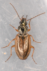 Agonum limbatum