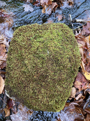 Pseudohygrohypnum eugyrium