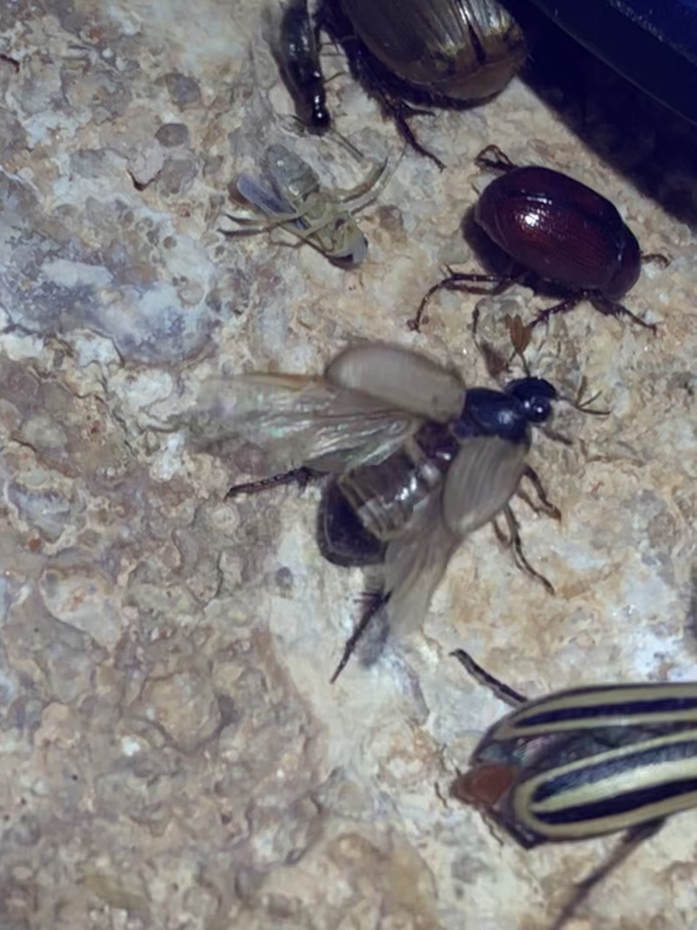 Anomala suavis