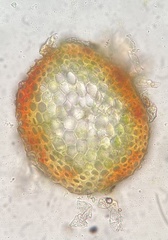 Pseudohygrohypnum eugyrium