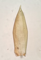 Pseudohygrohypnum eugyrium