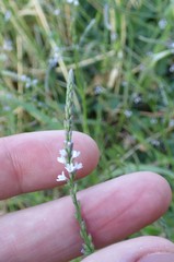 Verbena gracilescens