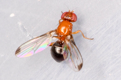 Piophilidae