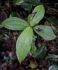 Miconia macrosperma