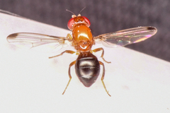 Piophilidae