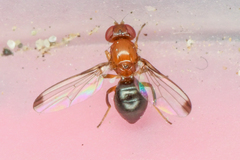 Piophilidae