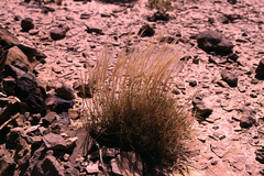 Stipa