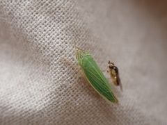 Draeculacephala angulifera