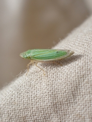 Draeculacephala angulifera