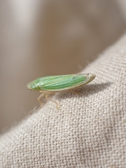 Draeculacephala angulifera