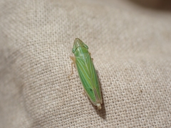 Draeculacephala angulifera