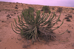 Euphorbia qarad
