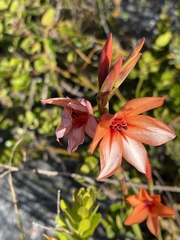 Watsonia stenosiphon
