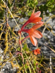 Watsonia stenosiphon