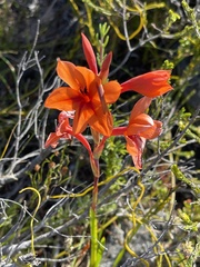 Watsonia stenosiphon