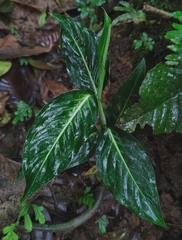 Dieffenbachia seguine