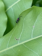 Evanioidea