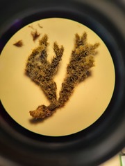 Racomitrium curiosissimum