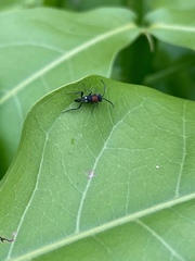 Evanioidea