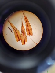 Racomitrium curiosissimum