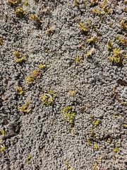 Racomitrium curiosissimum