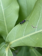Evanioidea