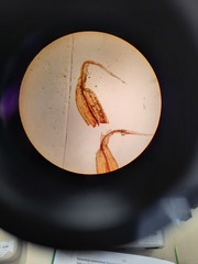 Racomitrium curiosissimum