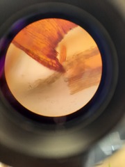 Racomitrium curiosissimum