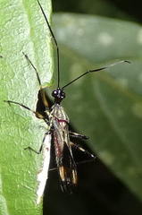 Graptocleptes