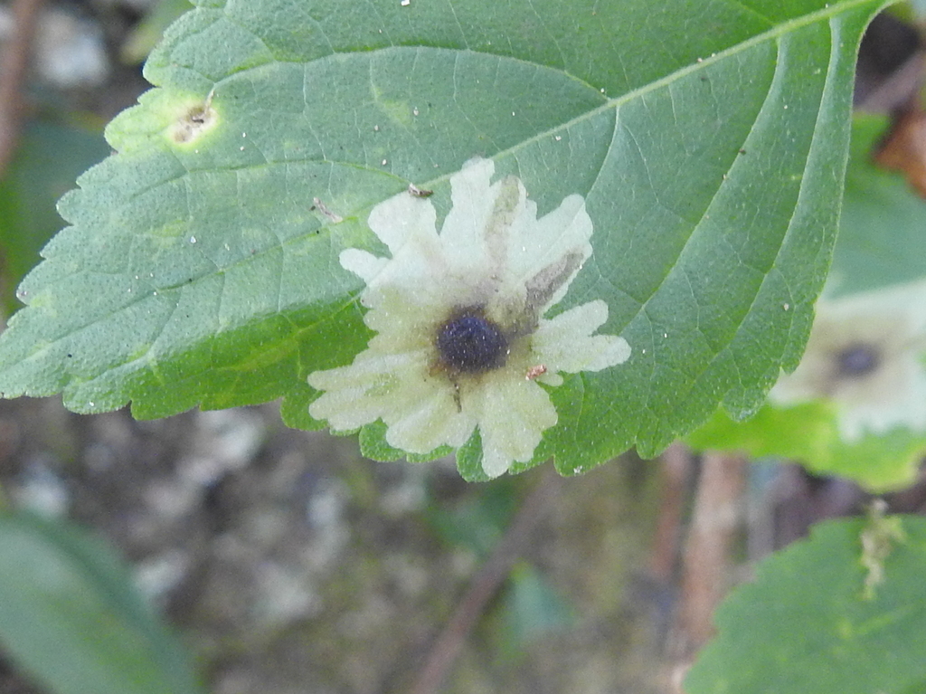 Calycomyza hyptidis