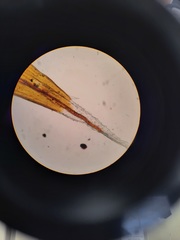 Racomitrium curiosissimum