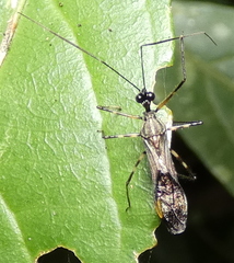 Graptocleptes