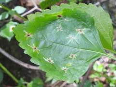 Calycomyza hyptidis image