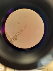 Racomitrium curiosissimum