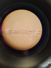 Racomitrium curiosissimum