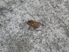 Hoplia