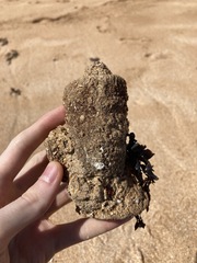 Pyura praeputialis