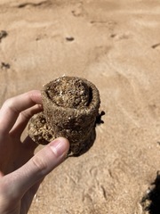 Pyura praeputialis