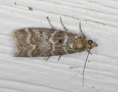 Ortholepis pasadamia