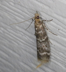 Ortholepis pasadamia