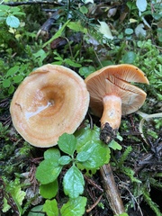 Lactarius aestivus
